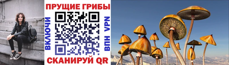 Псилоцибиновые грибы мицелий  где можно купить   Бодайбо 